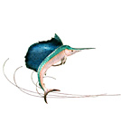 Bovano Sailfish