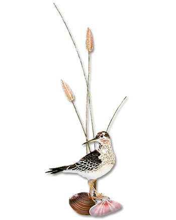 Sandpiper with Shells and Grass from Bovano