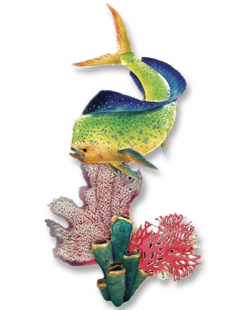 Mahi Mahi Wall Sculpture from Bovano