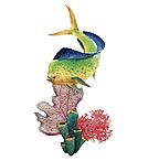 Mahi Mahi